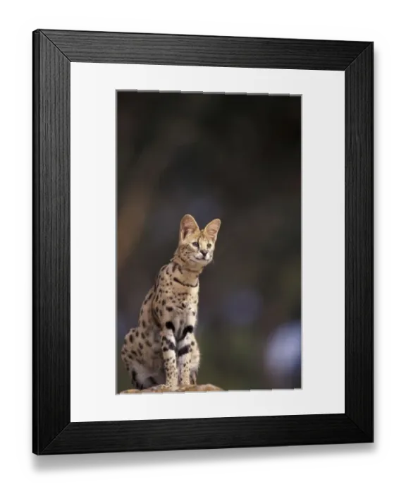 Framed Print : Africa. Serval (Felis serval), captive Framed Print : Africa. Serval (Felis serval), captive