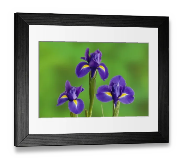Framed Print : Iris Flowers Framed Print : Iris Flowers