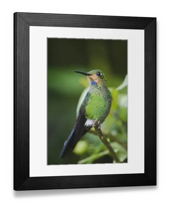 Framed Print : Nature, Fauna Framed Print : Nature, Fauna