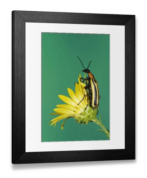 Framed Print : Blister Beetle, Meloidae, adult on Golden Aster, Willacy County, Rio Grande Valley Framed Print : Blister Beetle, Meloidae, adult on Golden Aster, Willacy County, Rio Grande Valley