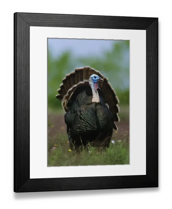 Framed Print : Wild Turkey, Meleagris gallopavo, male displaying, Lake Corpus Christi, Texas, USA, April