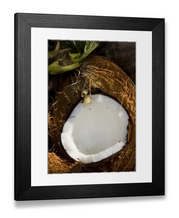 Framed Print : Fiji, Vanua Levu, Savusavu. Detailed view of a split coconut Framed Print : Fiji, Vanua Levu, Savusavu. Detailed view of a split coconut