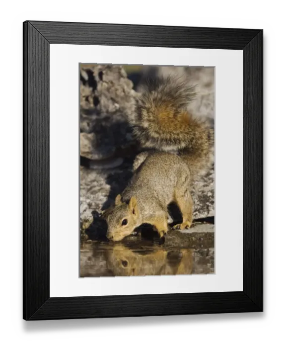 Framed Print : Nature, Fauna Framed Print : Nature, Fauna