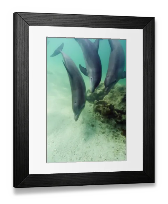 Framed Print : Bottlenose Dolphins (Tursiops truncatus) Caribbean Sea (RF) Framed Print : Bottlenose Dolphins (Tursiops truncatus) Caribbean Sea (RF)