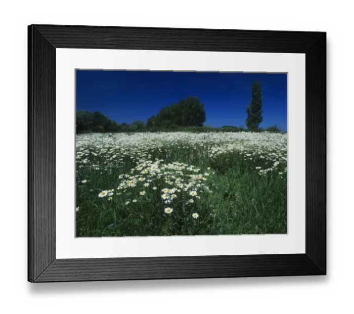 Framed Print : Oxeye Daisy, Leucanthemum vulgare, blooming, Fretterans, France, May Framed Print : Oxeye Daisy, Leucanthemum vulgare, blooming, Fretterans, France, May