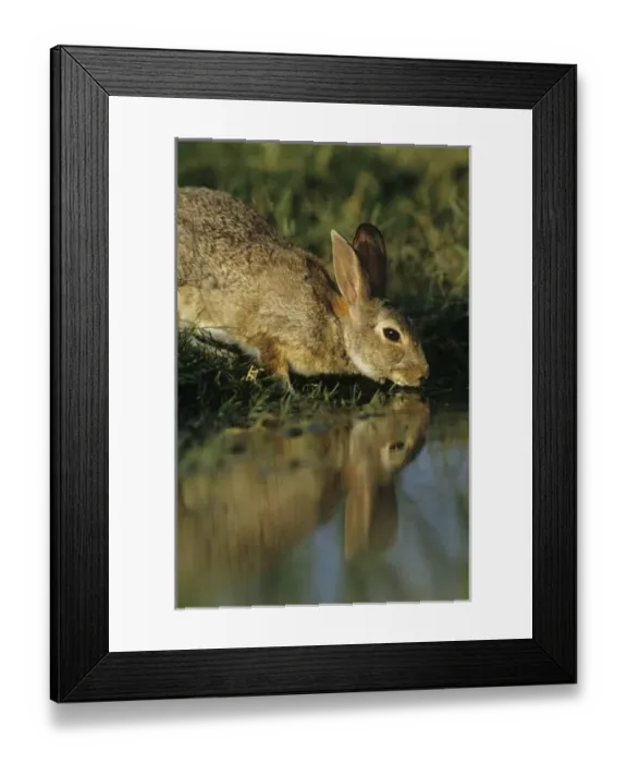 Framed Print : Nature, Fauna Framed Print : Nature, Fauna