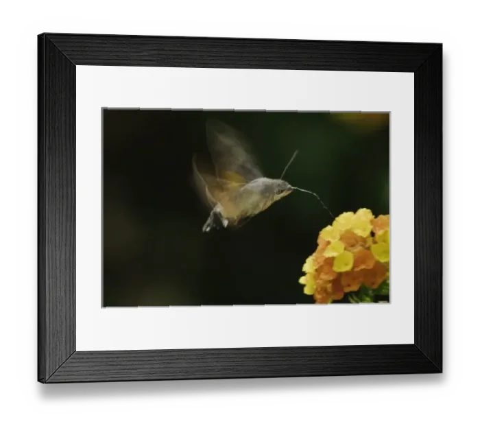 Framed Print : Nature, Fauna Framed Print : Nature, Fauna