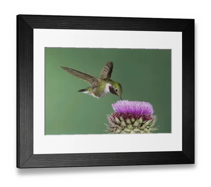 Framed Print : Broad-tailed Hummingbird, Selasphorus platycercus, male in flight feeding on Musk Thistle Framed Print : Broad-tailed Hummingbird, Selasphorus platycercus, male in flight feeding on Musk Thistle
