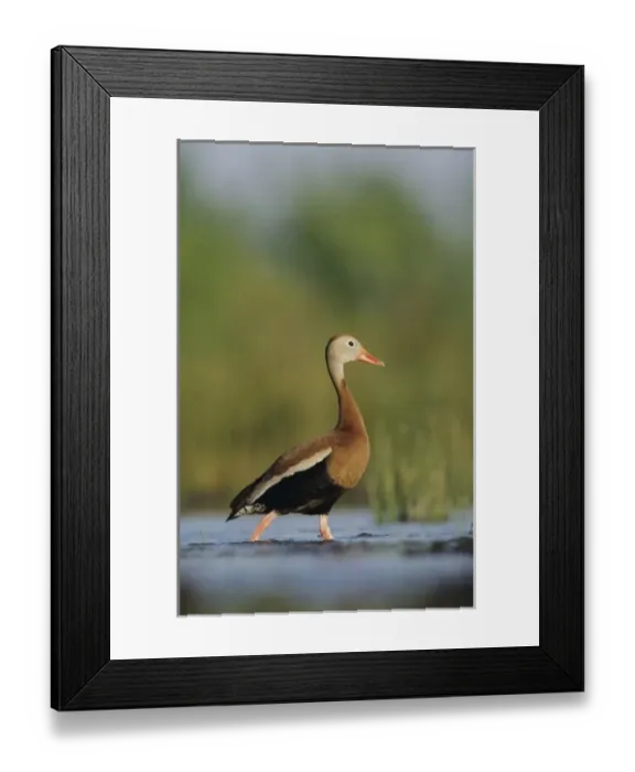 Framed Print : Black-bellied Whistling-Duck, Dendrocygna autumnalis, male, Lake Corpus Christi, Texas Framed Print : Black-bellied Whistling-Duck, Dendrocygna autumnalis, male, Lake Corpus Christi, Texas