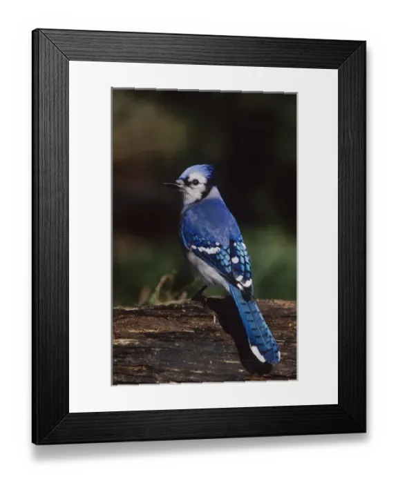 Framed Print : Blue Jay, Cyanocitta cristata, adult, San Antonio, Texas, USA, Oktober