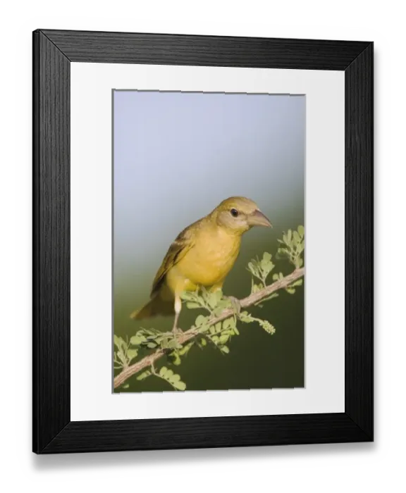 Framed Print : Nature, Fauna Framed Print : Nature, Fauna