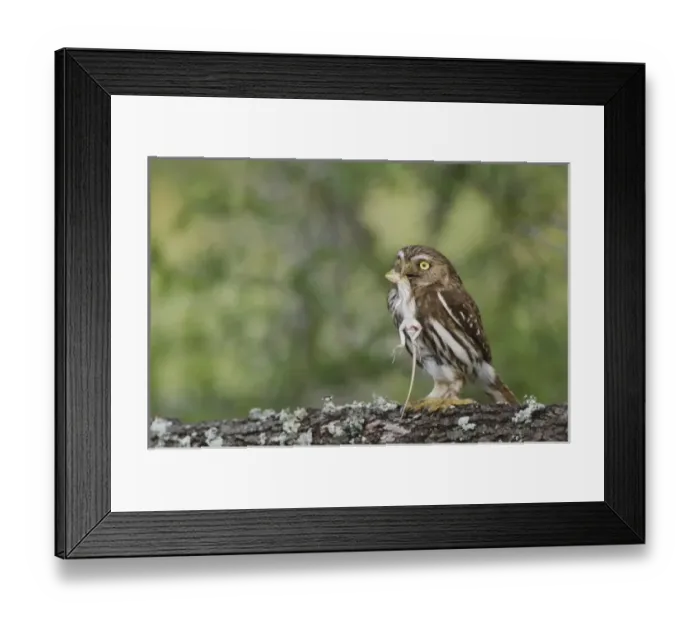 Framed Print : Nature, Fauna