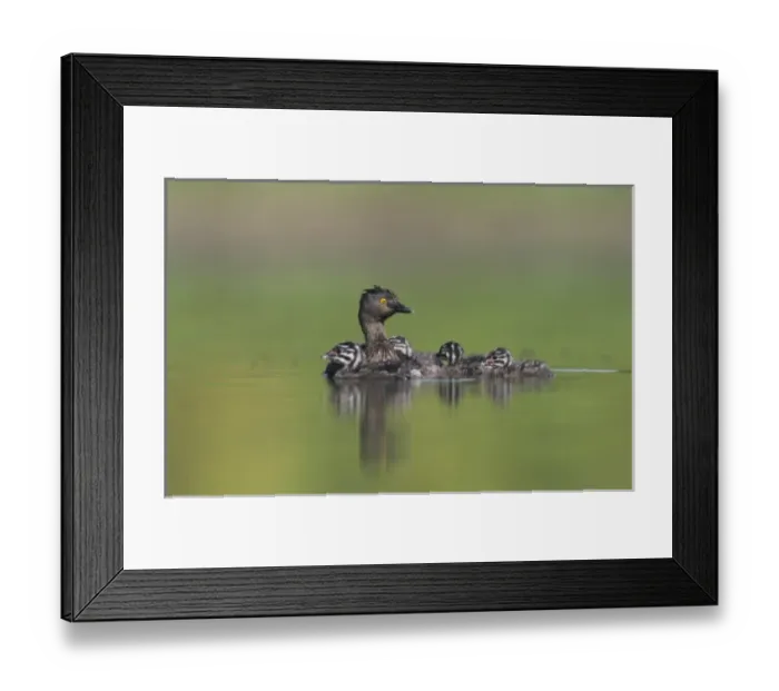 Framed Print : Nature, Fauna
