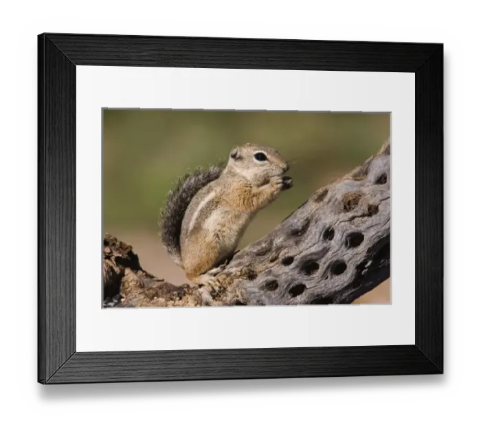 Framed Print : Harriss Antelope Squirrel, Ammospermophilus harrisii, adult on branch, Tuscon Framed Print : Harriss Antelope Squirrel, Ammospermophilus harrisii, adult on branch, Tuscon
