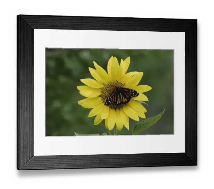 Framed Print : Monarch, Danaus plexippus, adult on sunflower, Willacy County, Rio Grande Valley Framed Print : Monarch, Danaus plexippus, adult on sunflower, Willacy County, Rio Grande Valley