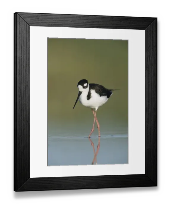 Framed Print : Black-necked Stilt, Himantopus mexicanus, adult, Lake Corpus Christi, Texas, USA, May Framed Print : Black-necked Stilt, Himantopus mexicanus, adult, Lake Corpus Christi, Texas, USA, May