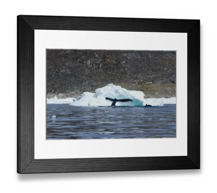 Framed Print : Greenland, Ilulissat, Humpback Whale and Calf (Megaptera novaeangliae) sounding while Framed Print : Greenland, Ilulissat, Humpback Whale and Calf (Megaptera novaeangliae) sounding while