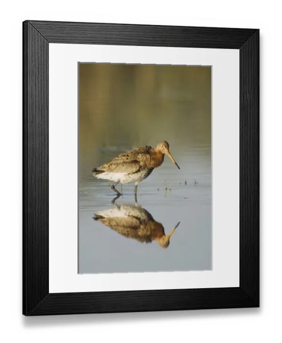 Framed Print : Nature, Fauna Framed Print : Nature, Fauna