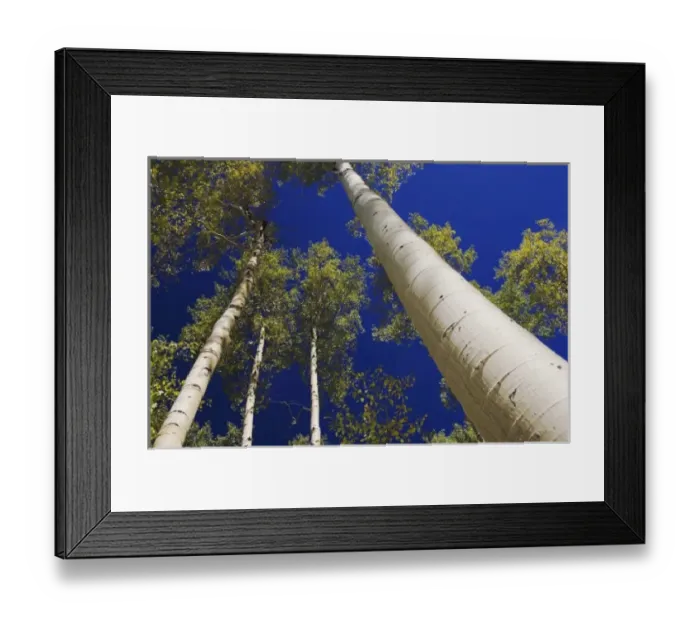 Framed Print : Aspen trees in fallcolor, Uncompahgre National Forest, Rocky Mountains, Colorado Framed Print : Aspen trees in fallcolor, Uncompahgre National Forest, Rocky Mountains, Colorado