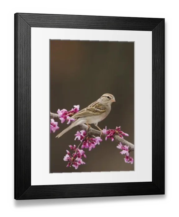 Framed Print : Chipping Sparrow, Spizella passerina, adult perched on branch of blooming Eastern redbud Framed Print : Chipping Sparrow, Spizella passerina, adult perched on branch of blooming Eastern redbud