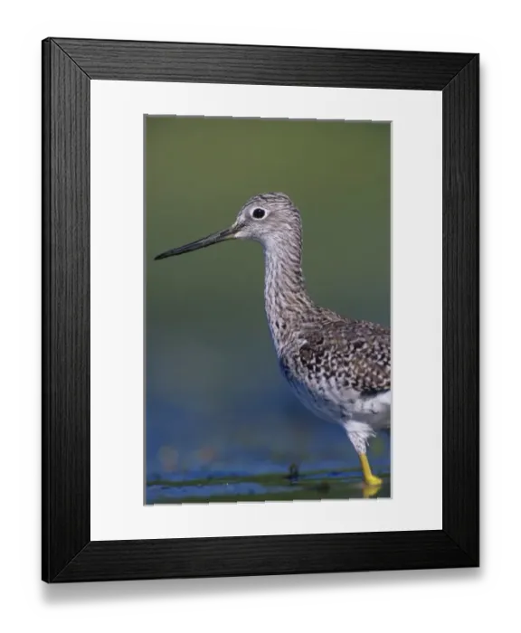 Framed Print : Greater Yellowlegs, Tringa melanoleuca, adult, Willacy County, Rio Grande Valley Framed Print : Greater Yellowlegs, Tringa melanoleuca, adult, Willacy County, Rio Grande Valley