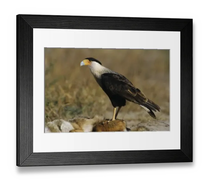 Framed Print : Crested Caracara, Caracara plancus, adult walking, Starr County, Rio Grande Valley Framed Print : Crested Caracara, Caracara plancus, adult walking, Starr County, Rio Grande Valley