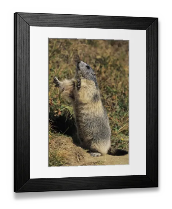 Framed Print : Nature, Fauna Framed Print : Nature, Fauna