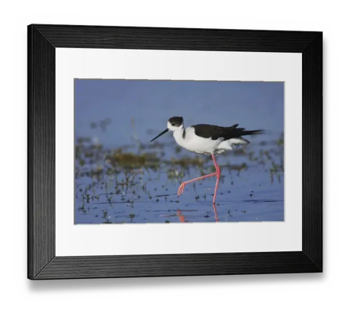 Framed Print : Black-winged Stilt, Himantopus himantopus, adult walking, National Park Lake Neusiedl