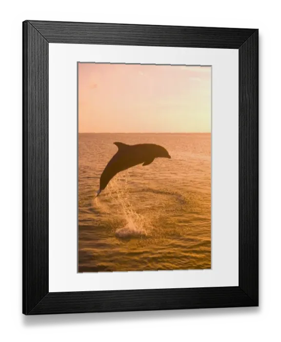 Framed Print : Bottlenose Dolphins (Tursiops truncatus) Caribbean Sea near Roatan, Honduras