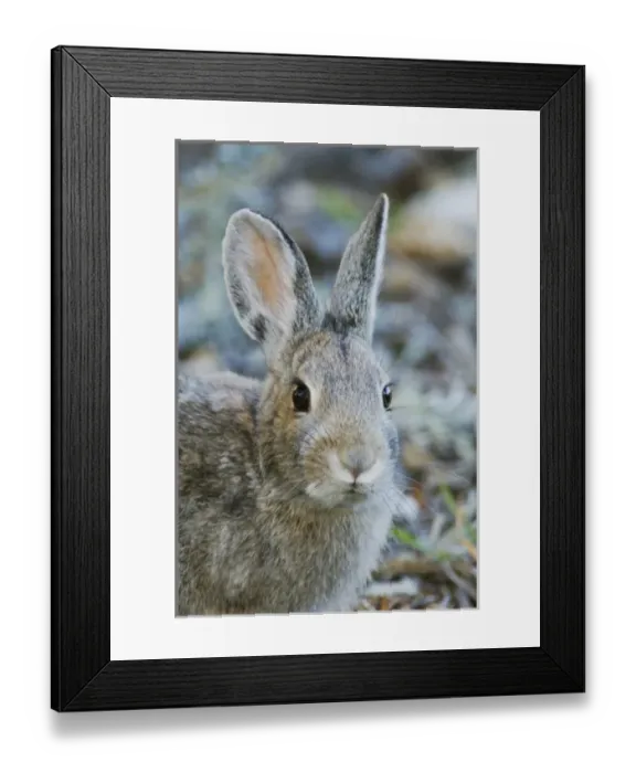 Framed Print : Mountain Cottontail, Sylvilagus nuttalii, adult, Rocky Mountain National Park, Colorado