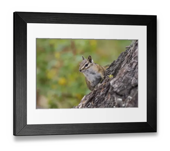 Framed Print : Nature, Fauna Framed Print : Nature, Fauna