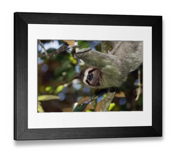 Framed Print : Nature, Fauna