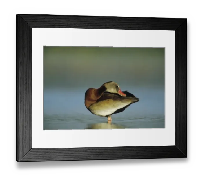 Framed Print : Black-bellied Whistling-Duck, Dendrocygna autumnalis, adult preening, Welder Wildlife Refuge Framed Print : Black-bellied Whistling-Duck, Dendrocygna autumnalis, adult preening, Welder Wildlife Refuge