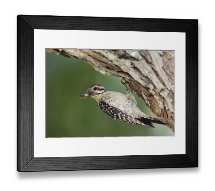 Framed Print : Nature, Fauna Framed Print : Nature, Fauna