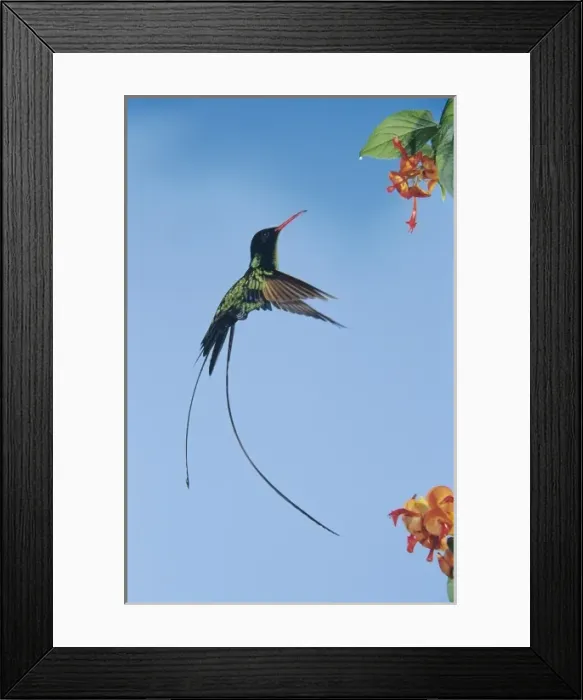 Framed Print : Red-billed Streamertail, Trochilus polytmus, male feeding on flower, Rocklands, Montego Bay Framed Print : Red-billed Streamertail, Trochilus polytmus, male feeding on flower, Rocklands, Montego Bay