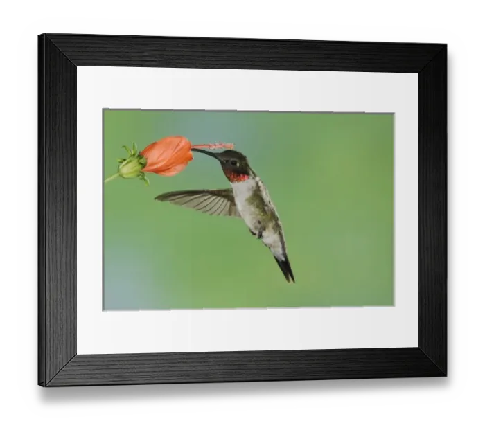 Framed Print : Nature, Fauna