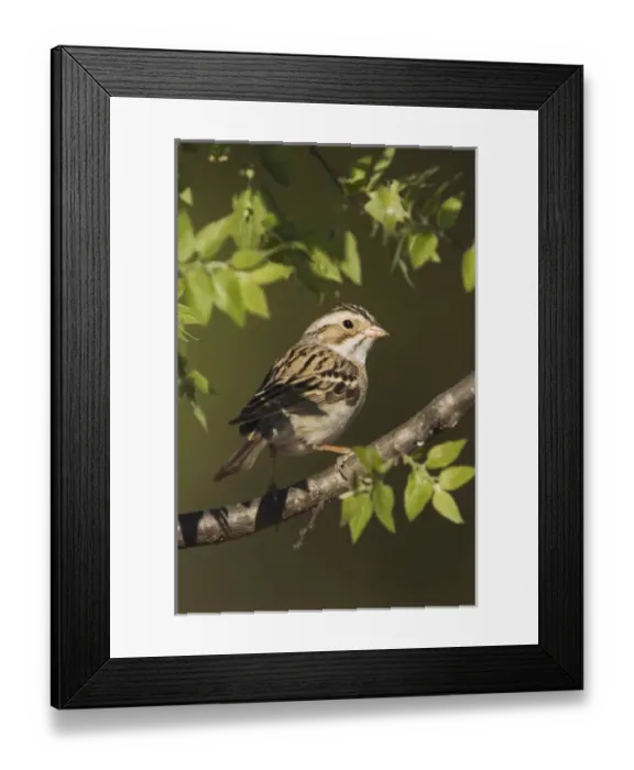 Framed Print : Nature, Fauna Framed Print : Nature, Fauna