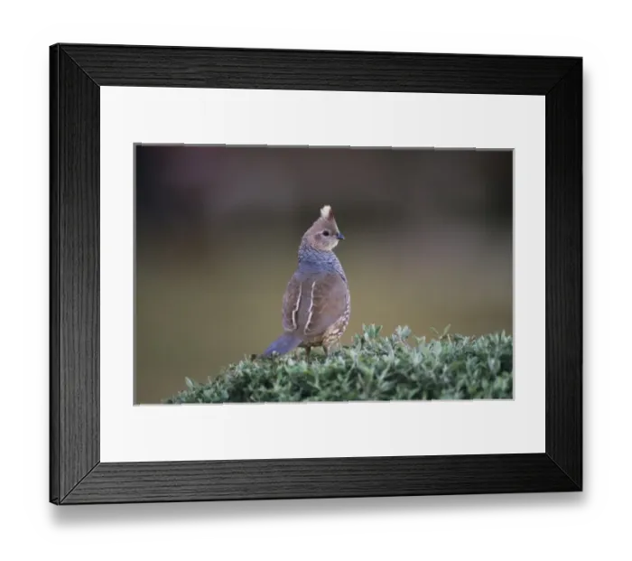 Framed Print : Nature, Fauna