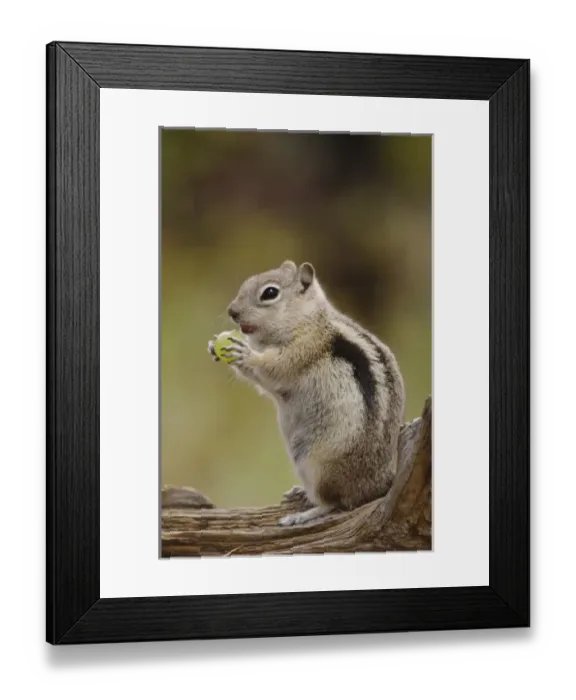 Framed Print : Nature, Fauna Framed Print : Nature, Fauna