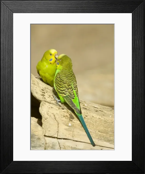 Framed Print : Budgerigars (Melopsittacus undulatus) appear to have intense discussion. Captive