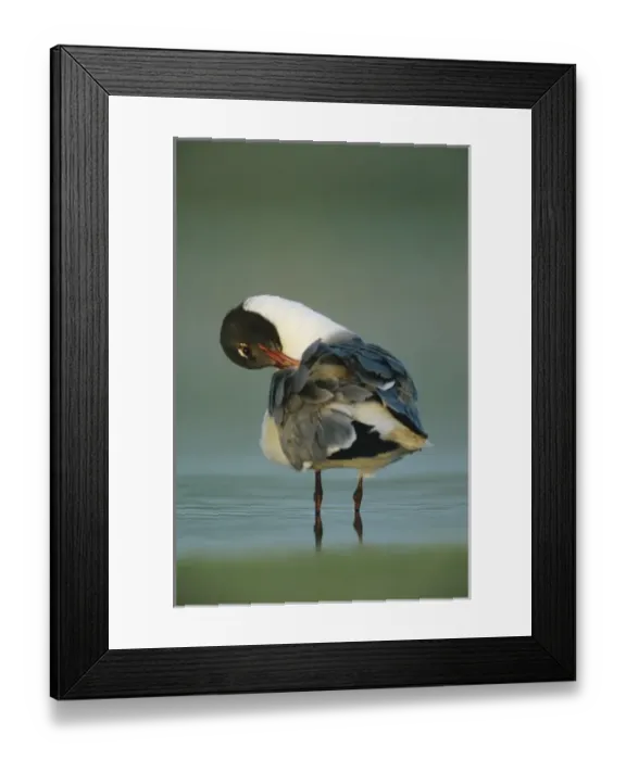 Framed Print : Laughing Gull, Larus atricilla, adult preening, Welder Wildlife Refuge, Sinton, Texas