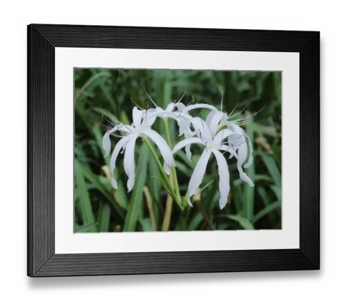 Framed Print : Swamp Lily, Crinum americanum, blooming, Everglades National Park, Florida, USA, Dezember Framed Print : Swamp Lily, Crinum americanum, blooming, Everglades National Park, Florida, USA, Dezember