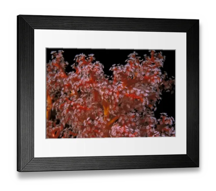 Framed Print : Indo-Pacific. Soft coral, or sarcophyton sp Framed Print : Indo-Pacific. Soft coral, or sarcophyton sp