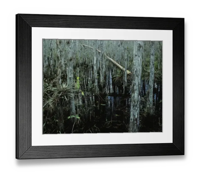 Framed Print : Cypress trees and bromeliad, Corkscrew Swamp Sanctuary, Florida, December