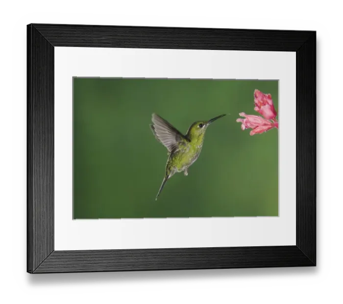 Framed Print : Green-crowned Brilliant, Heliodoxa jacula, Female in flight feeding on Shrimp plant(Acanthaceae)