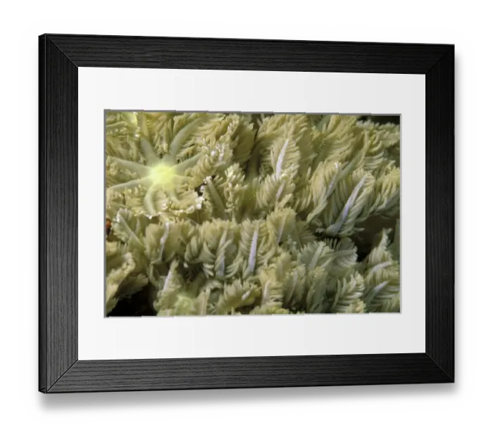 Framed Print : Nature, Fauna Framed Print : Nature, Fauna