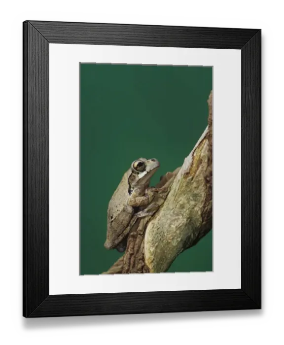 Framed Print : Nature, Fauna Framed Print : Nature, Fauna