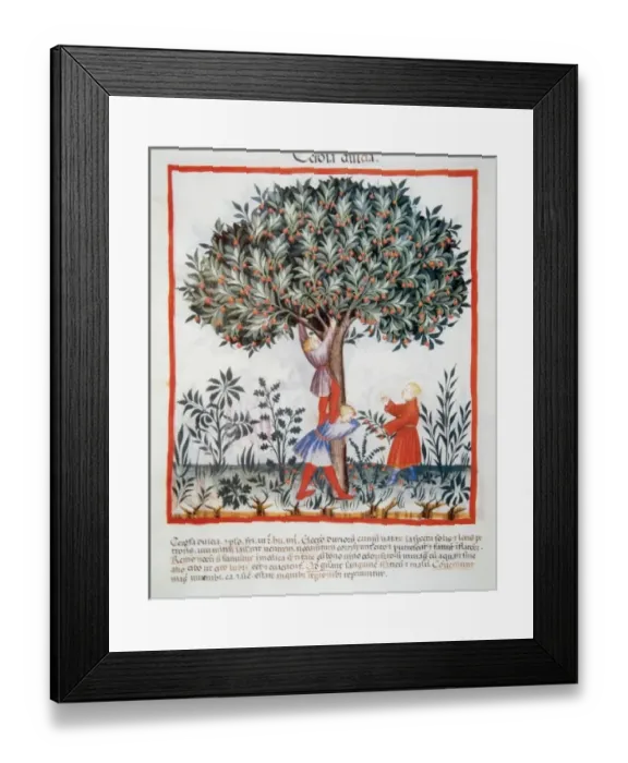 Framed Print : Tacuinum Sanitatis, Medieval Health Handbook, dated before 1400, based on medical