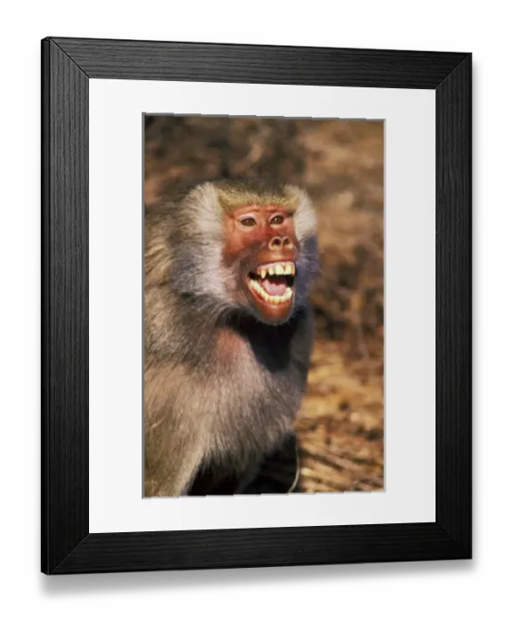 Framed Print : Africa, West Africa. Hamadryas Baboon (Papio hamadryas) Framed Print : Africa, West Africa. Hamadryas Baboon (Papio hamadryas)