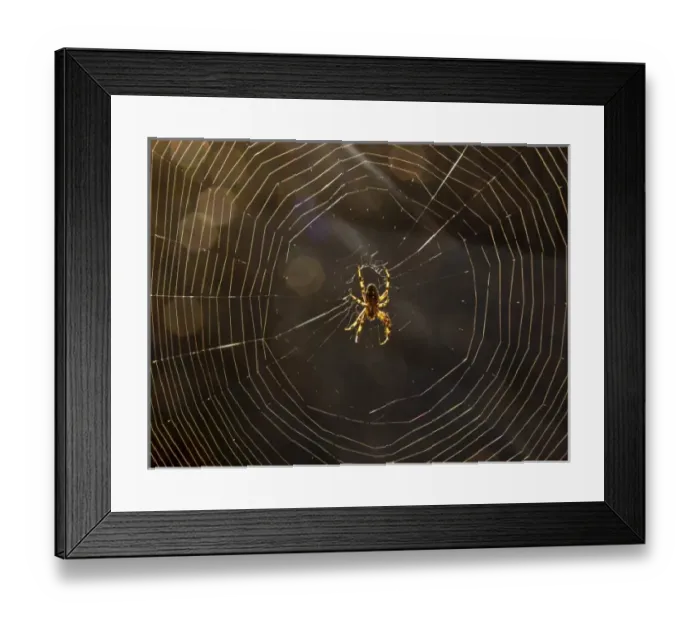 Framed Print : Spider in spiderweb -- orbweaver spider, Los Angeles, CA Framed Print : Spider in spiderweb -- orbweaver spider, Los Angeles, CA